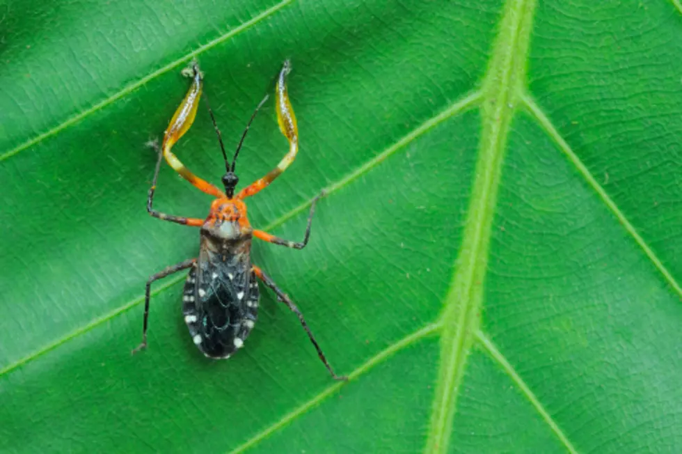 CDC Says Kissing Bugs Have Moved North, Including Illinois