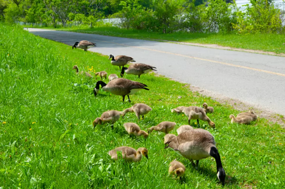 Car Kills 19 Geese In Lake County, Cops Looking For Driver
