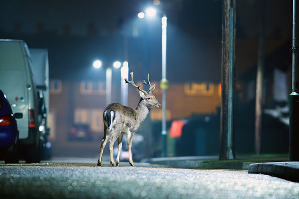 Deer Mating Season Makes Illinois Travel Dangerous
