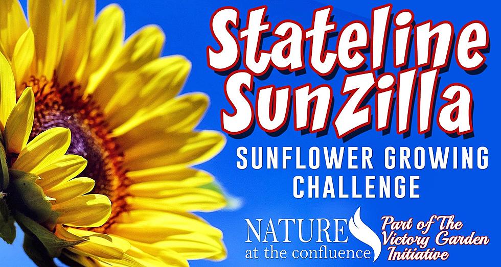 Grow A Huge Sunflower With Free Seeds From Victory Garden
