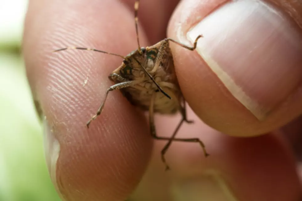 Rockford Area Stink Bugs Are About To Crawl Into Your House