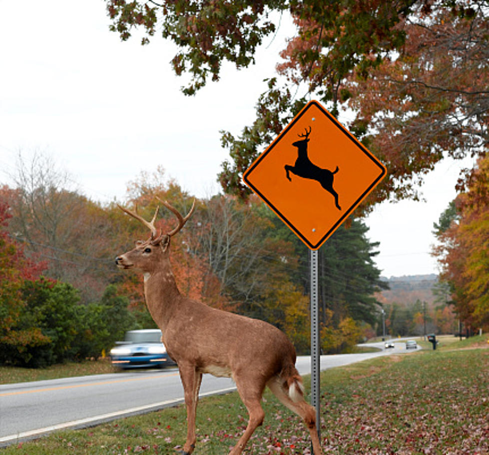 Rockford Area Motorists Beware, It’s Deer Mating Season
