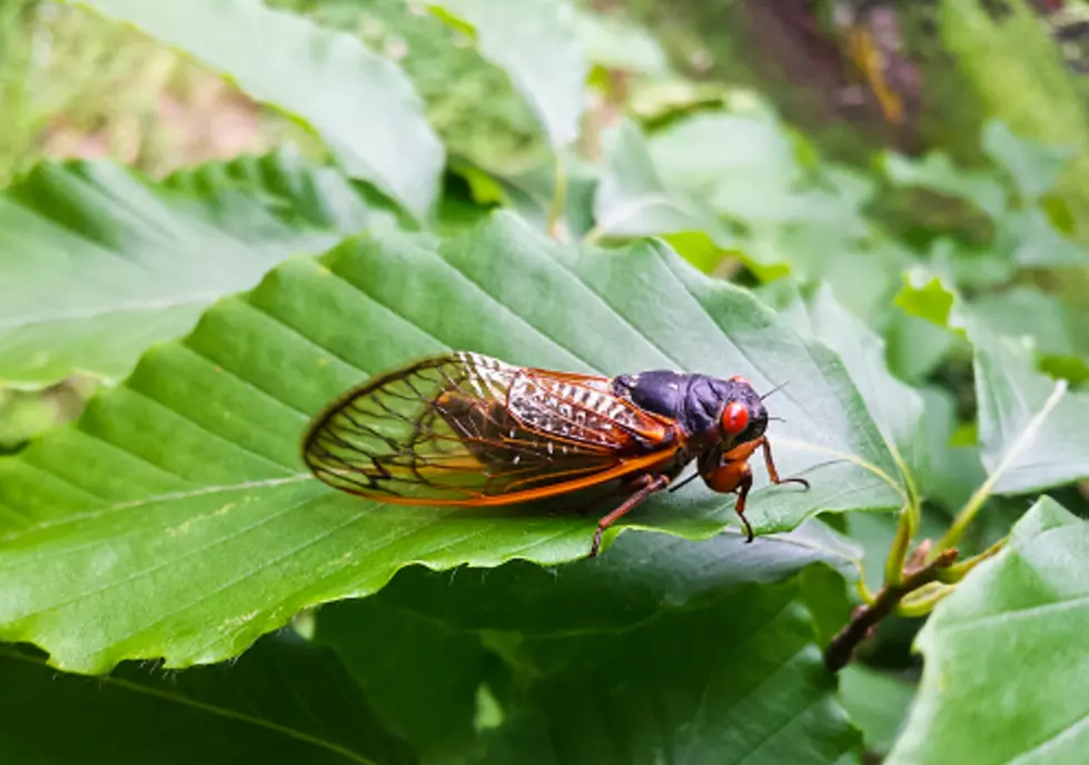 17-Year Cicadas Will Be “Popping Up” By The Billions In May
