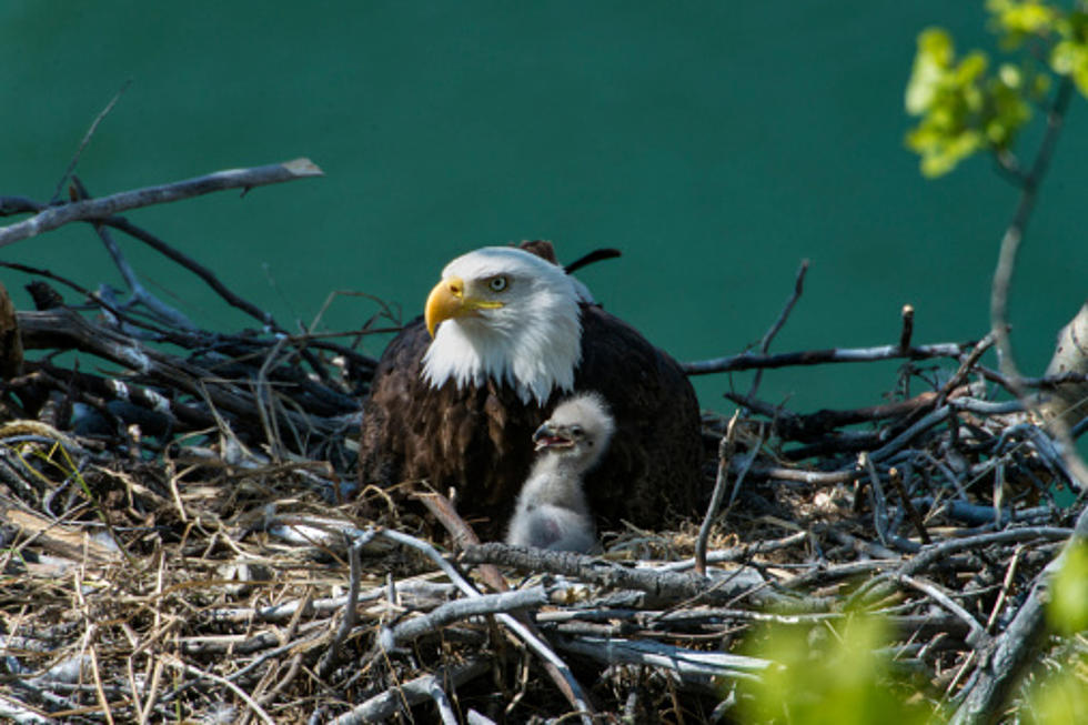 U.S. Bald Eagle Numbers Are Way Up, But What About Illinois?
