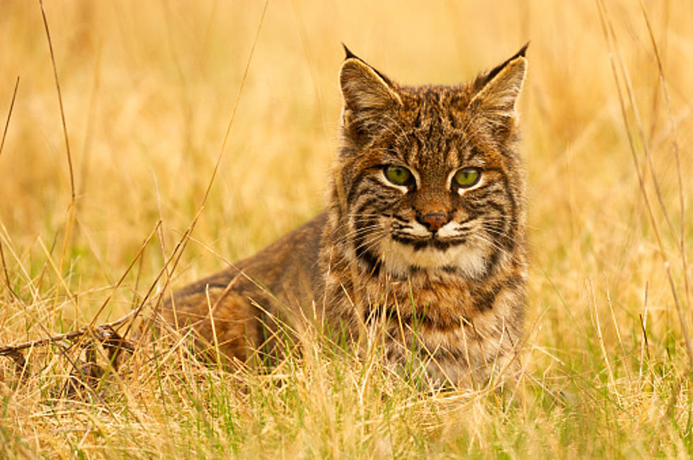 Met Any Bobcats Lately? Illinois’ Population Is Growing