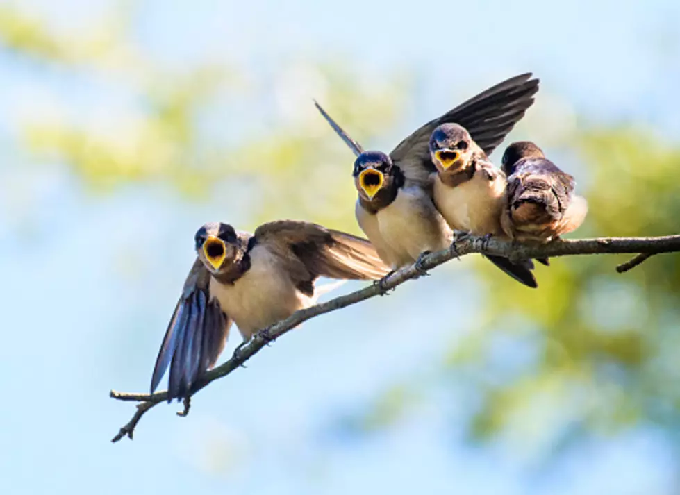 Salmonella Outbreak Not Linked To Food, But To Songbirds