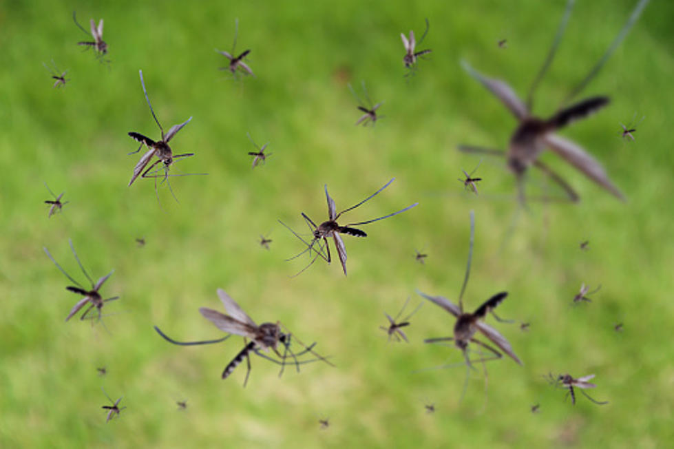 First Rats, Now Chicago Is Named A Top Mosquito Haven