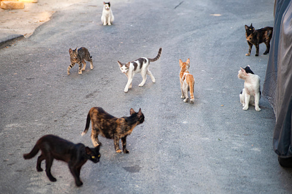 Chicago Is Putting Feral Cats To Work On Rat Problems