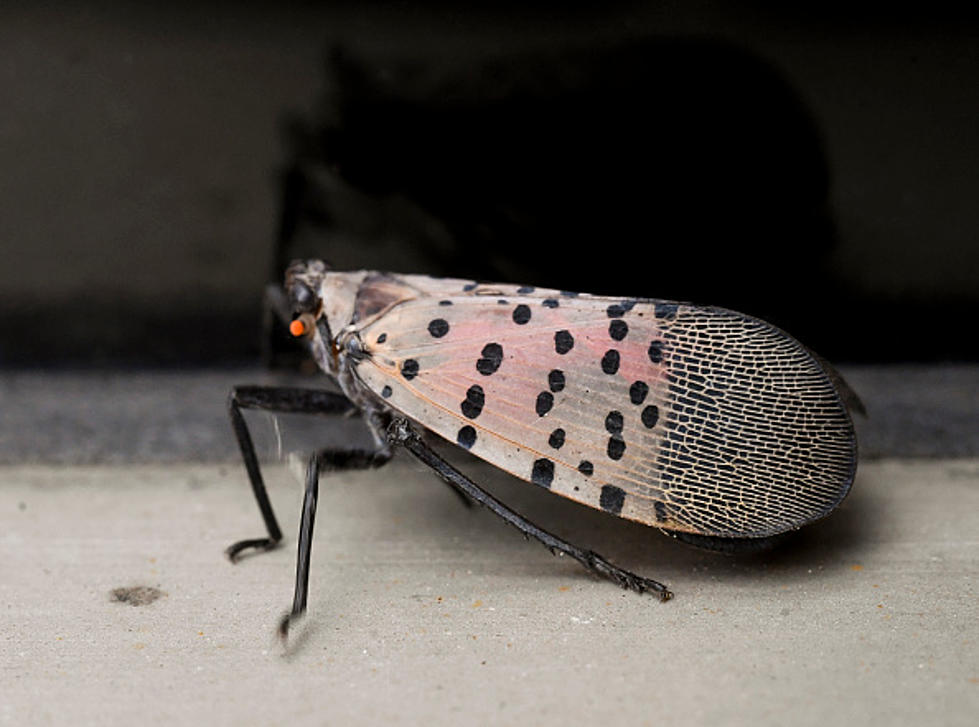 If You See One Of These Bugs In Rockford–Kill It Immediately