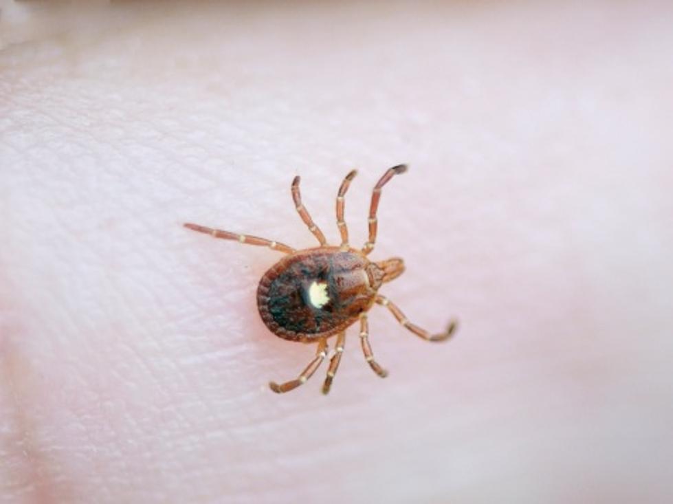 The Lone Star Tick Is Nasty, And It’s In Illinois