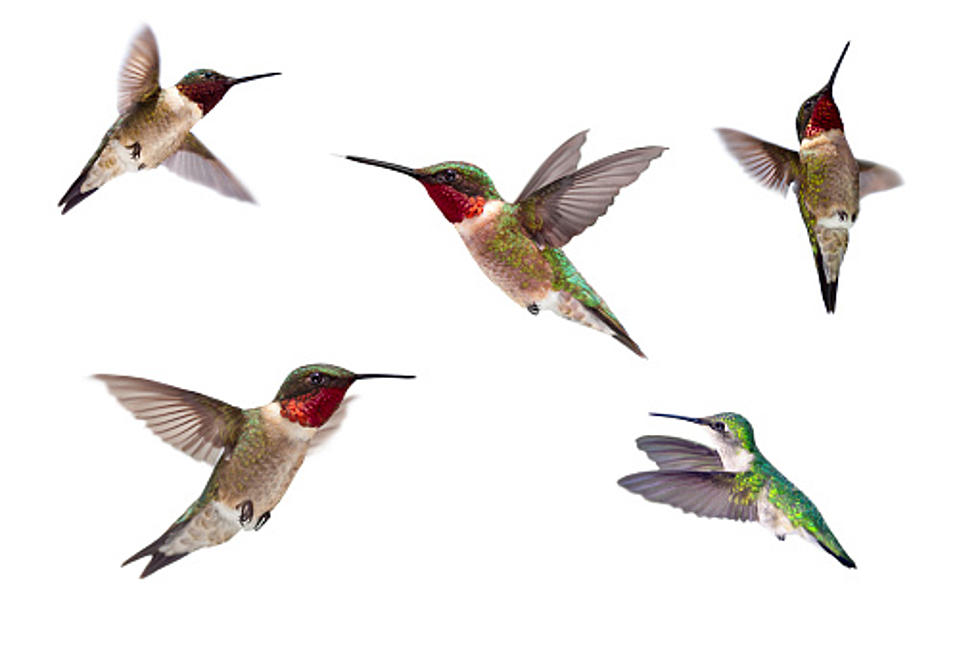 Hummingbirds Are Heading South Through Northern Illinois
