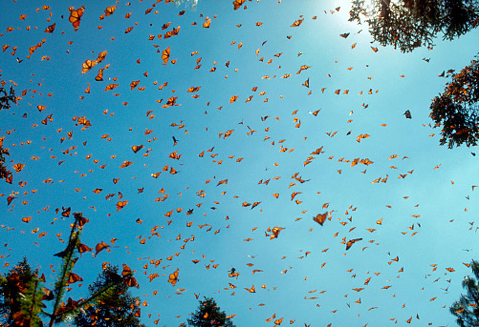 Migrating Monarchs May Be Hitting Rockford Next Week