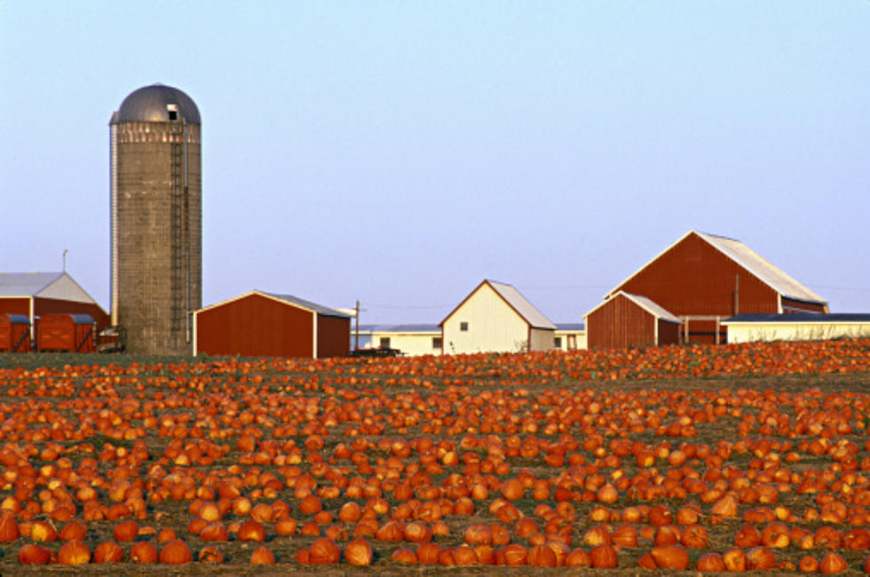 Illinois Locks In Title Of Pumpkin Capital Of The World (Again)