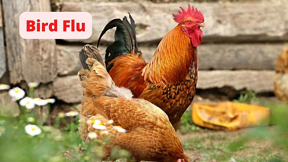 Wisconsin Slaughters Millions Of Birds To Stop Flu Outbreak