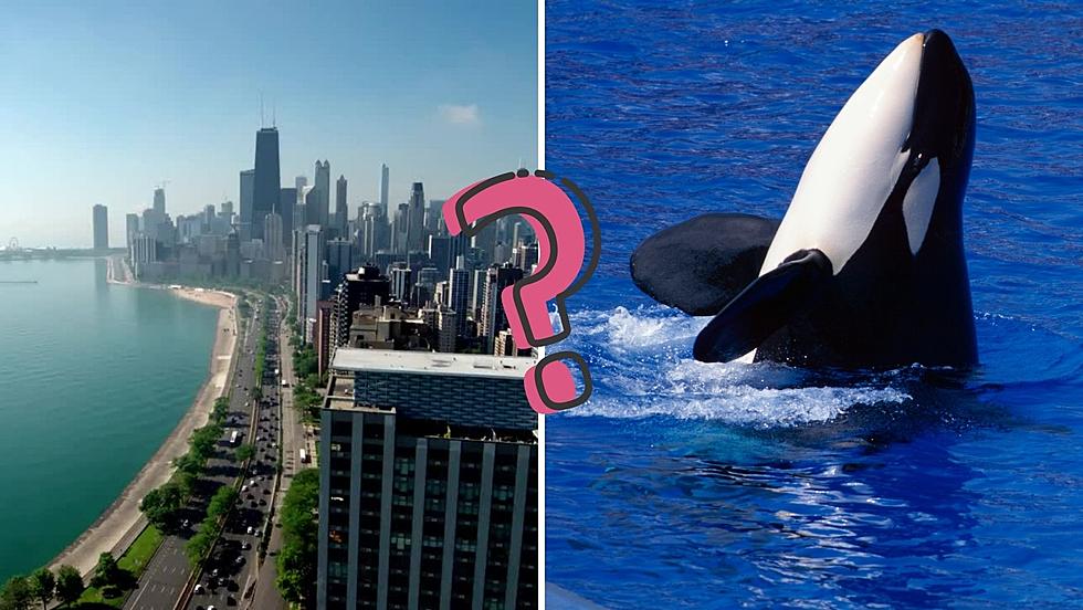 Why Does Some Of The Internet Believe There Are Orcas In Lake Michigan?