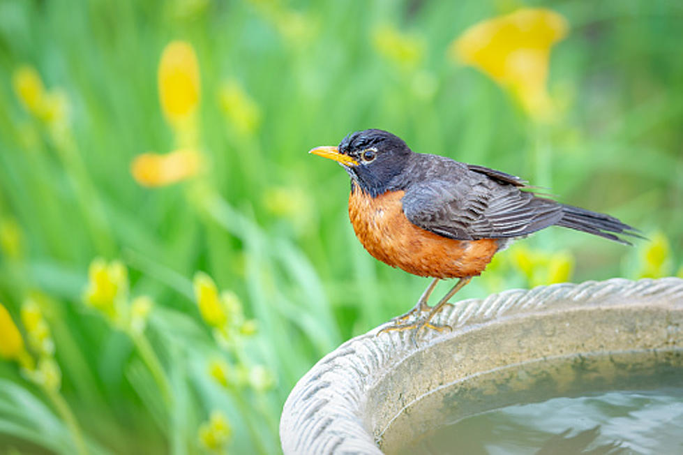 Illinois Says Take Down Bird Feeders/Baths ASAP–Here’s Why