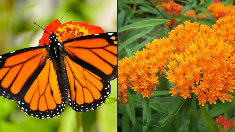 Plant These Flowers To Help The 200 Million Monarch Butterflies Migrating Through Illinois