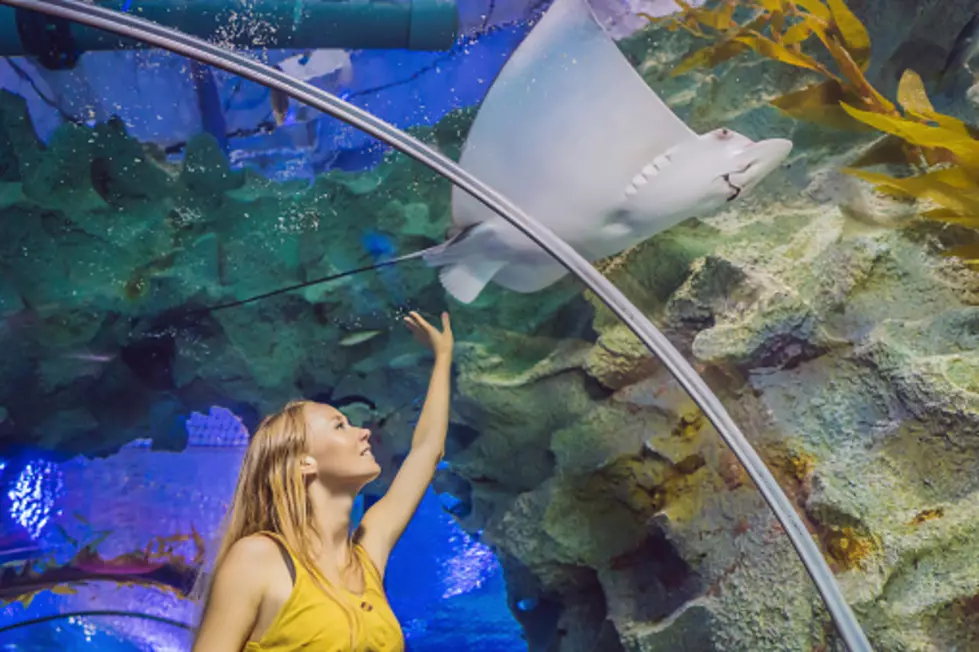 Shedd Aquarium In Chicago Will Get A Majestic 40-Foot Underwater Tunnel For Its 100th Birthday