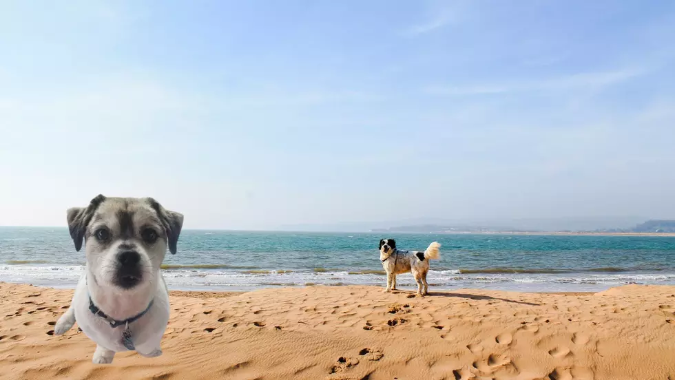 Wisconsin Dog Park Takes Trails To Two Pet-Friendly Beaches