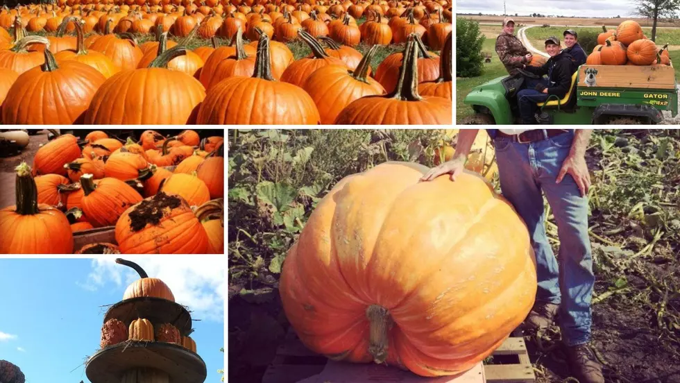 10 Incredible Illinois Pumpkin Patches To Visit This Fall