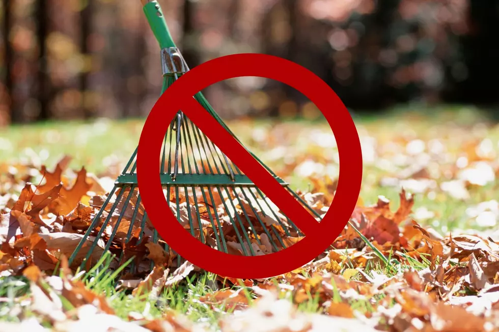We Might Have An Excuse To Not Rake Leaves This Fall