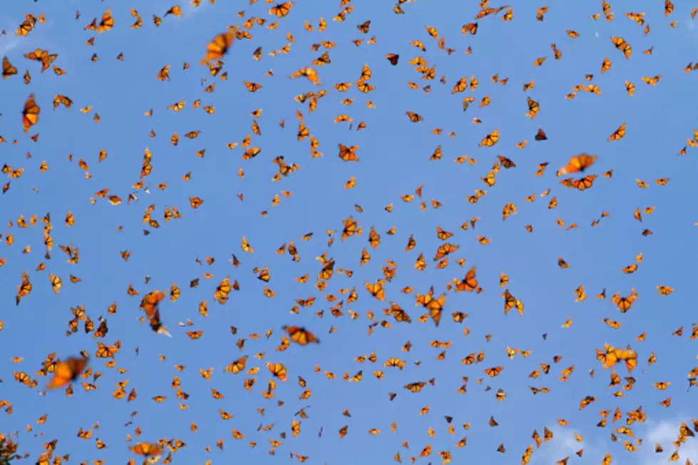 Monarch Migration: Butterfly Viewing Peaking In Northern Illinois