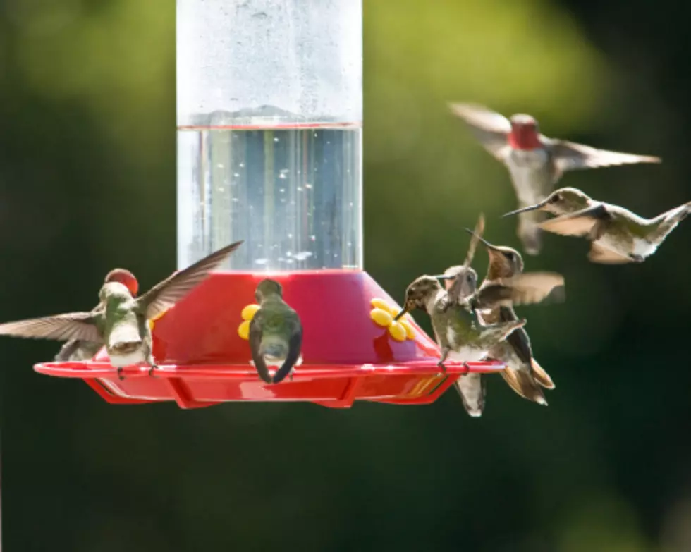 Northern Illinois Has Migrating Hummingbirds For The Next 2 Weeks