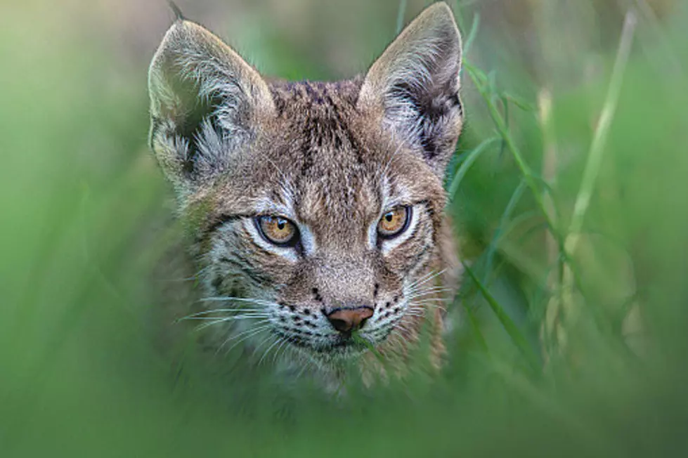 Start Seeing Bobcats: Illinois' Population Of Them Is Growing