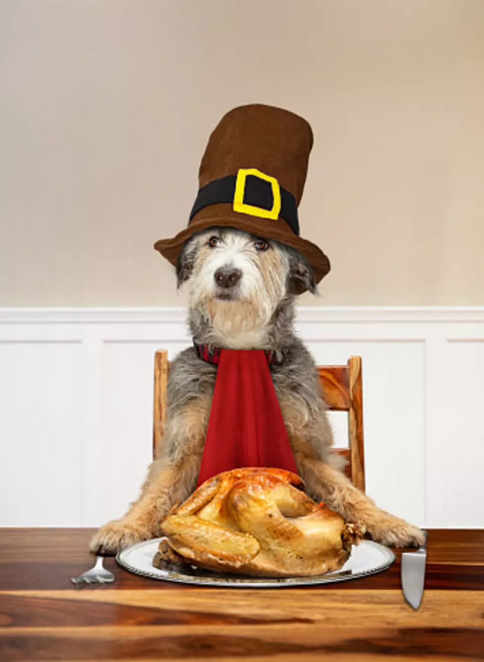 Illinois Thanksgiving: Foods That Are Safe For Your Pets