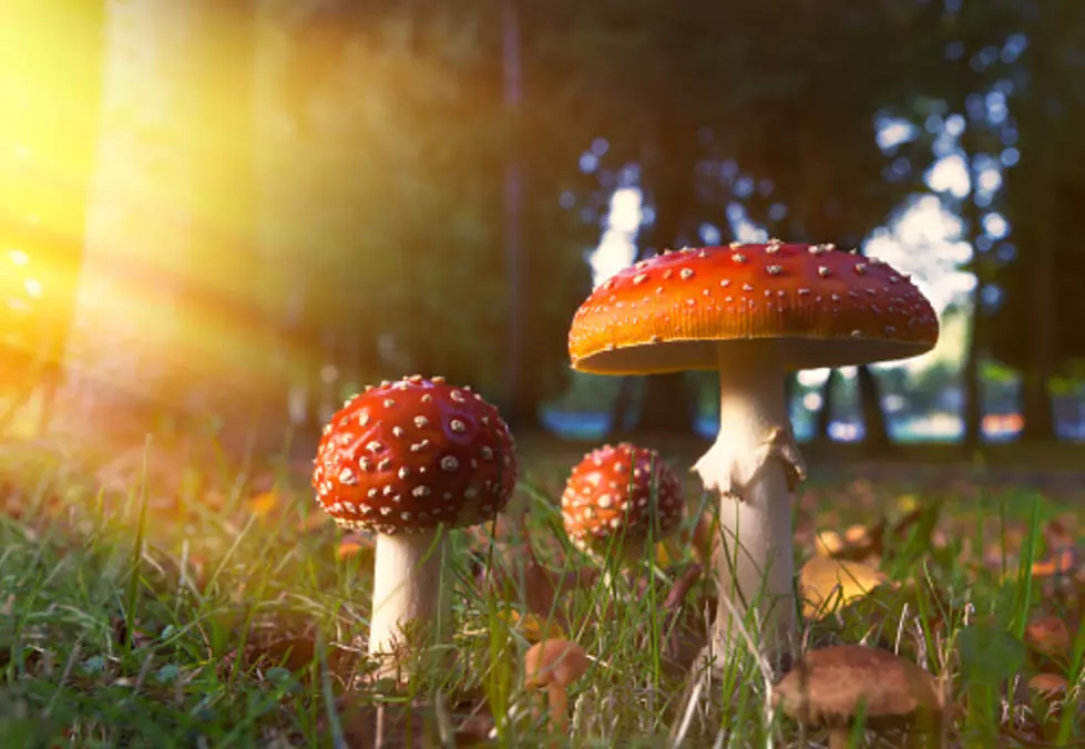 Illinois State Rep Pushes To Legalize Magic Mushrooms