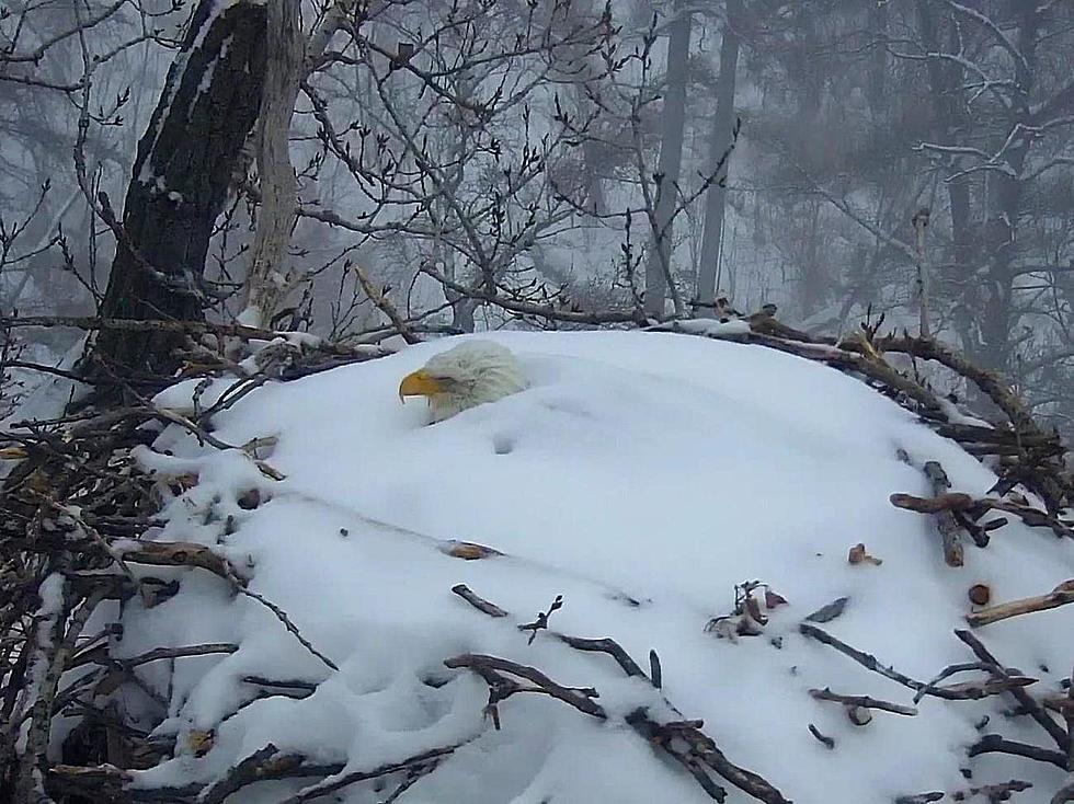 Watch: Minnesota Bald Eagle Gets Buried In Snow Protecting Nest