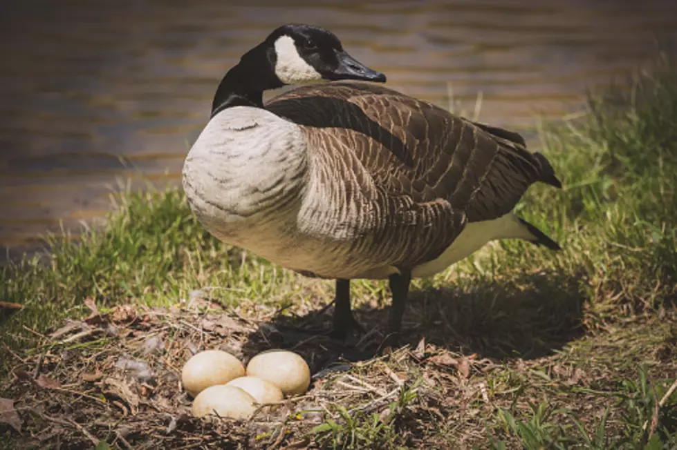 Illinois Has Lots Of Geese, But Can You Eat Their Eggs?