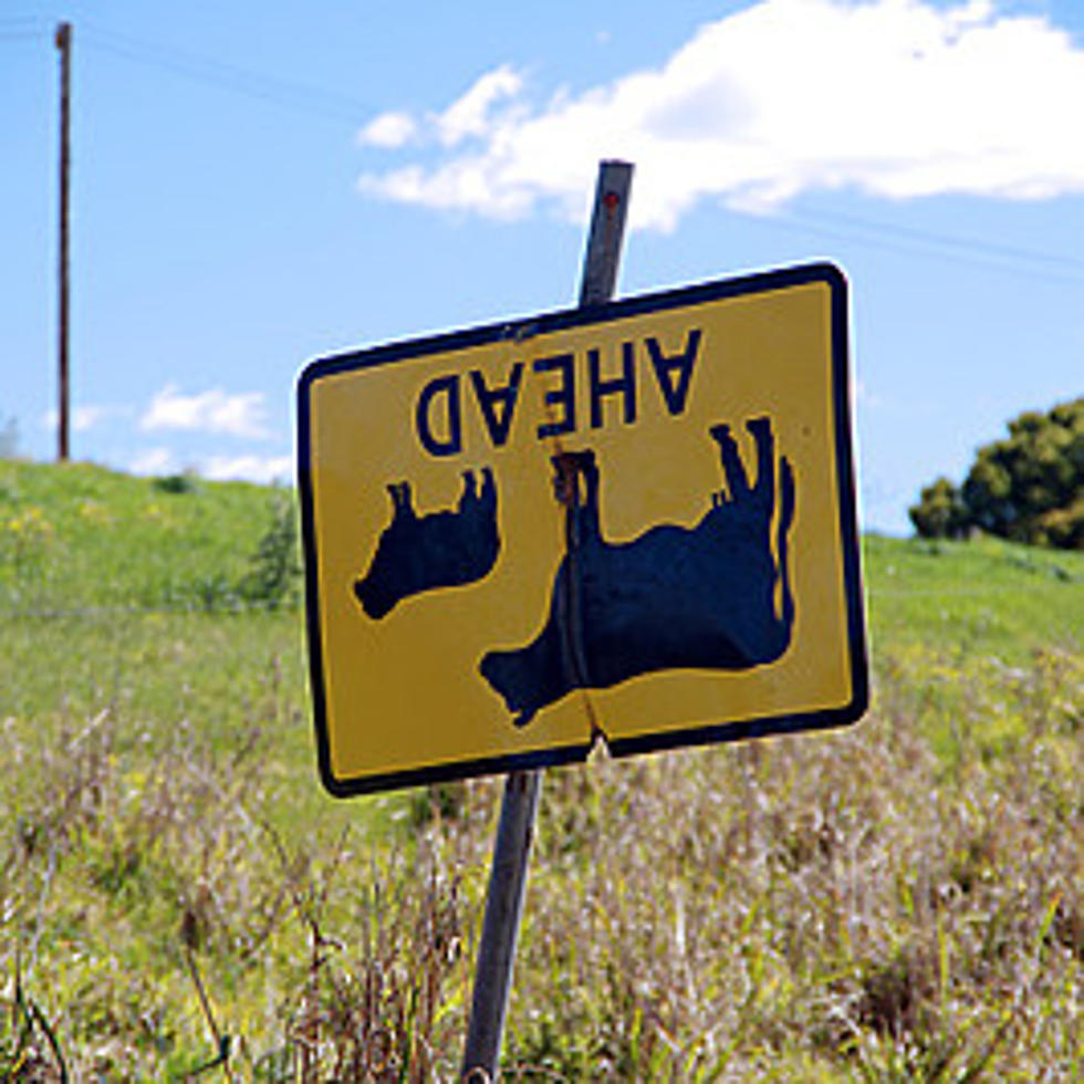 Is There Cow-Tipping In Illinois? Science Says It's Complete BS