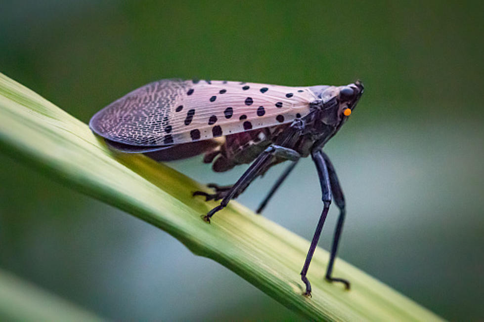 Illinois Residents: If You See One Of These Bugs, Kill It ASAP