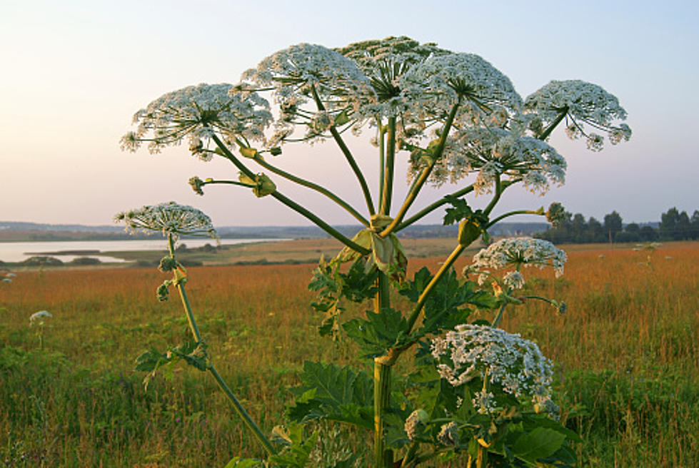 This Toxic Plant Found in IL, IN, & TN Will Make You Feel Like You’re on Fire