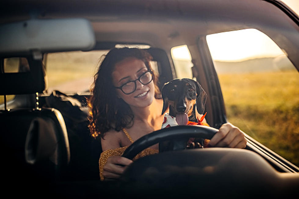 Can You Be Fined For Driving With A Dog In Your Lap In Illinois?