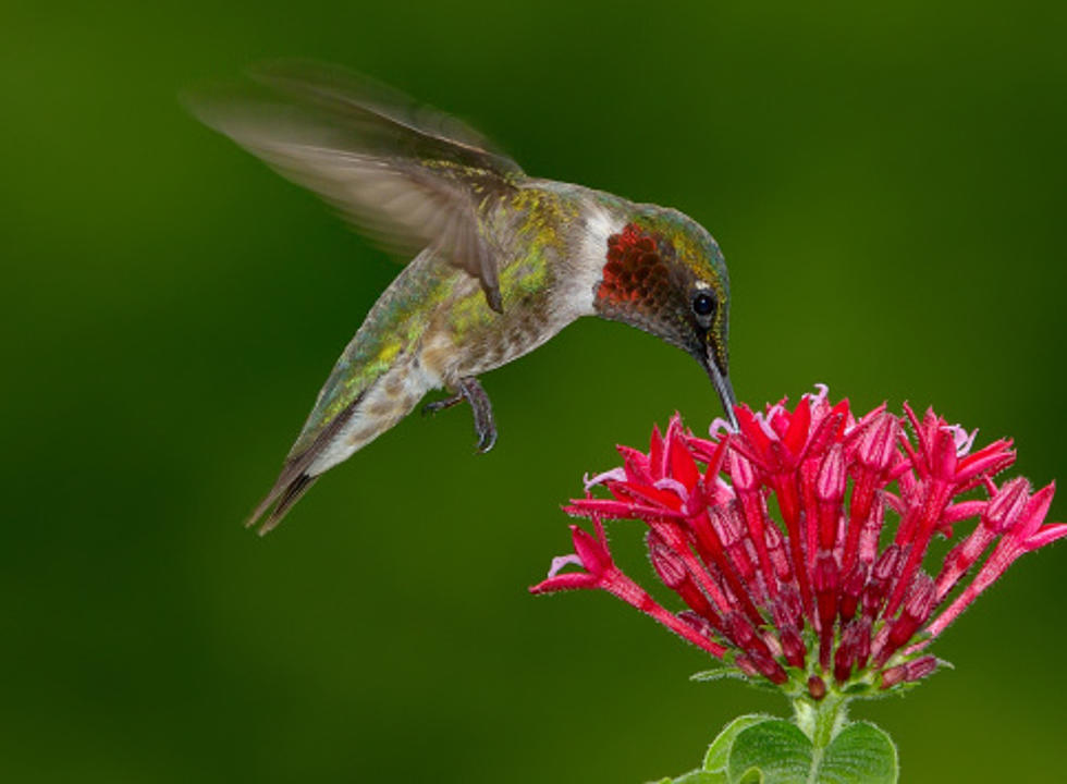 Migrating Hummingbirds Are Coming Through Illinois Heading South
