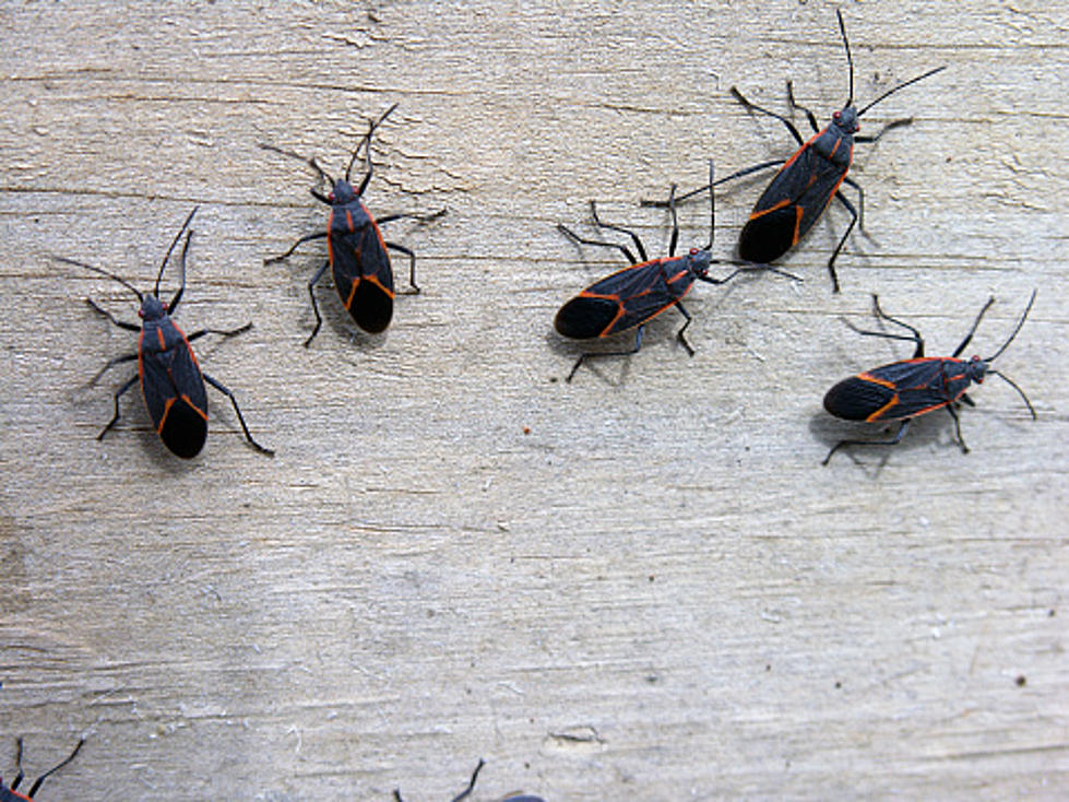 Boxelder Bugs Time In Illinois: Here&#8217;s What You Need To Know