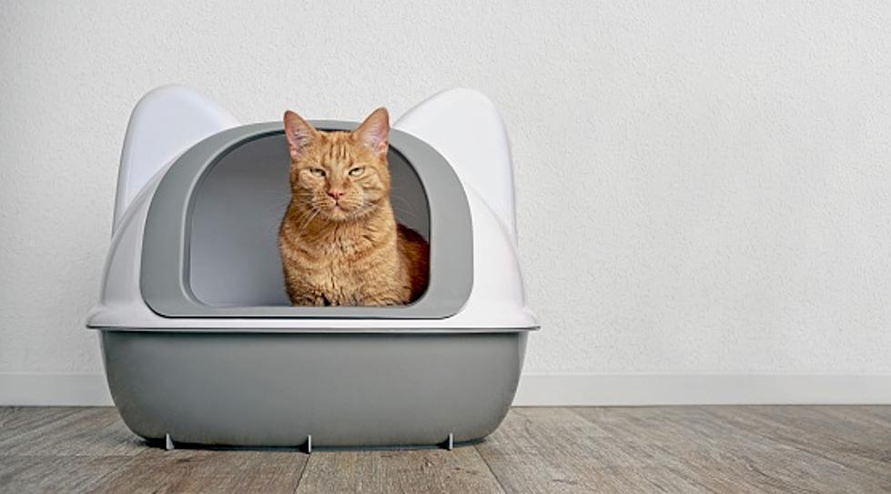 Illinois Shelter: Name A Litterbox After Your Ex For Valentine&#8217;s!