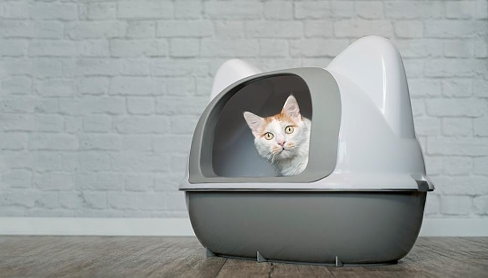Illinois Shelter: Name A Litterbox After Your Ex For Valentine’s!