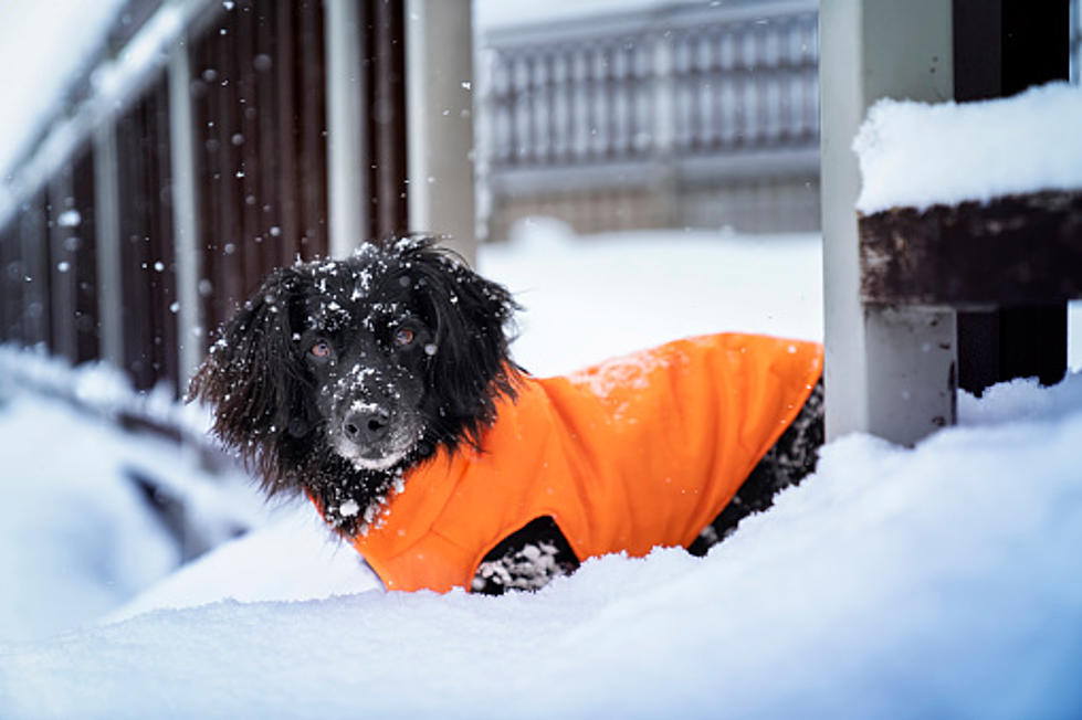 Should You Put A Coat On Your Dog In Illinois’ Frigid Weather?