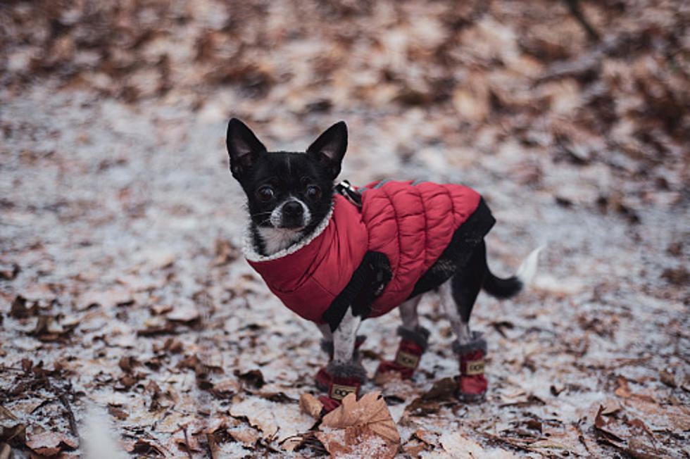 Should You Put A Coat On Your Dog In Illinois’ Frigid Weather?