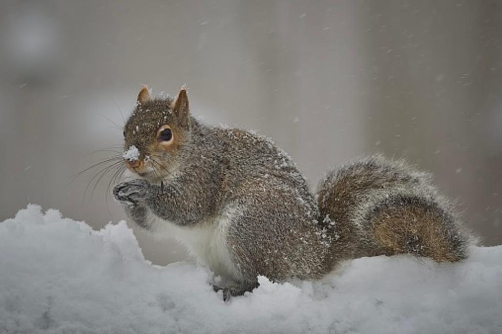 Why Don’t Illinois Squirrels Freeze To Death In This Weather?