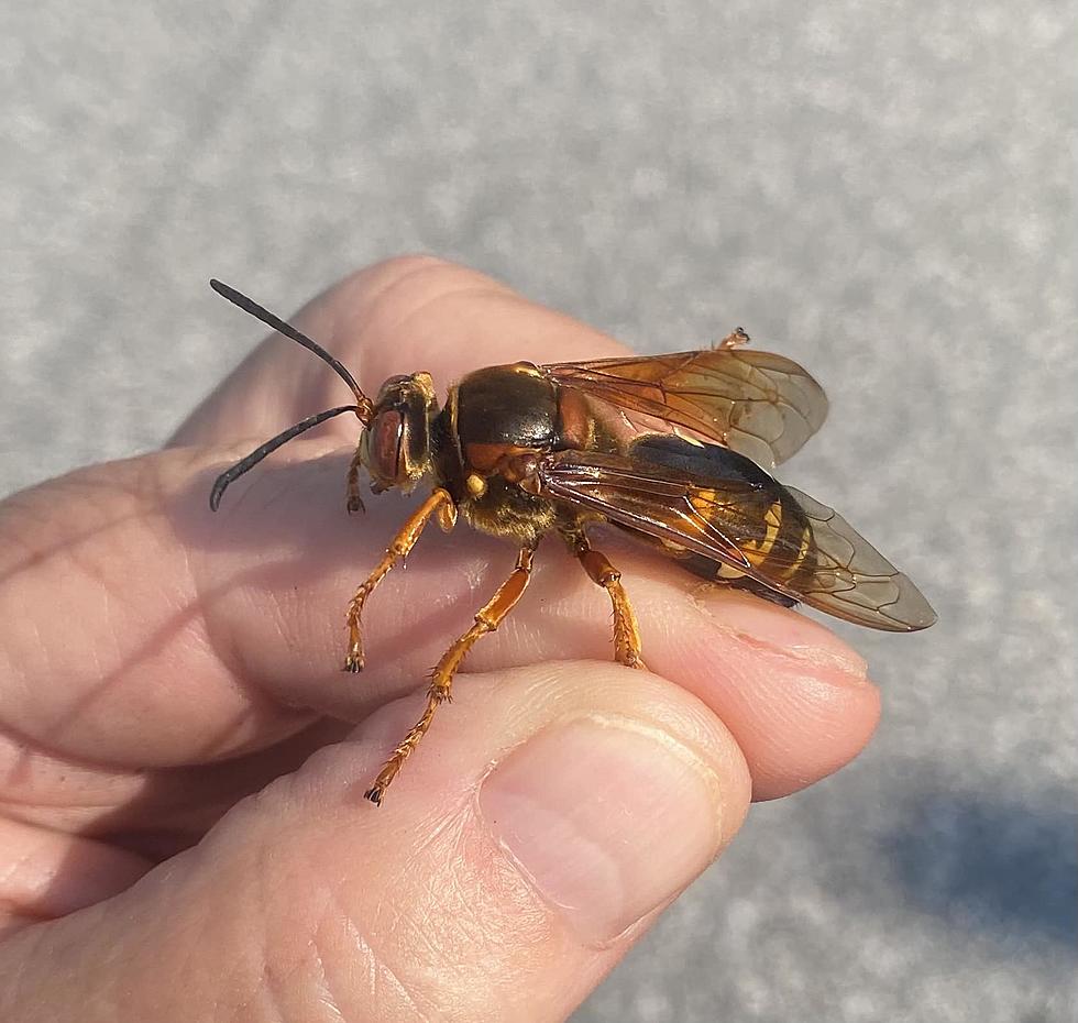 Cicadas Are Going To Invade Illinois, So Are Cicada Killer Wasps