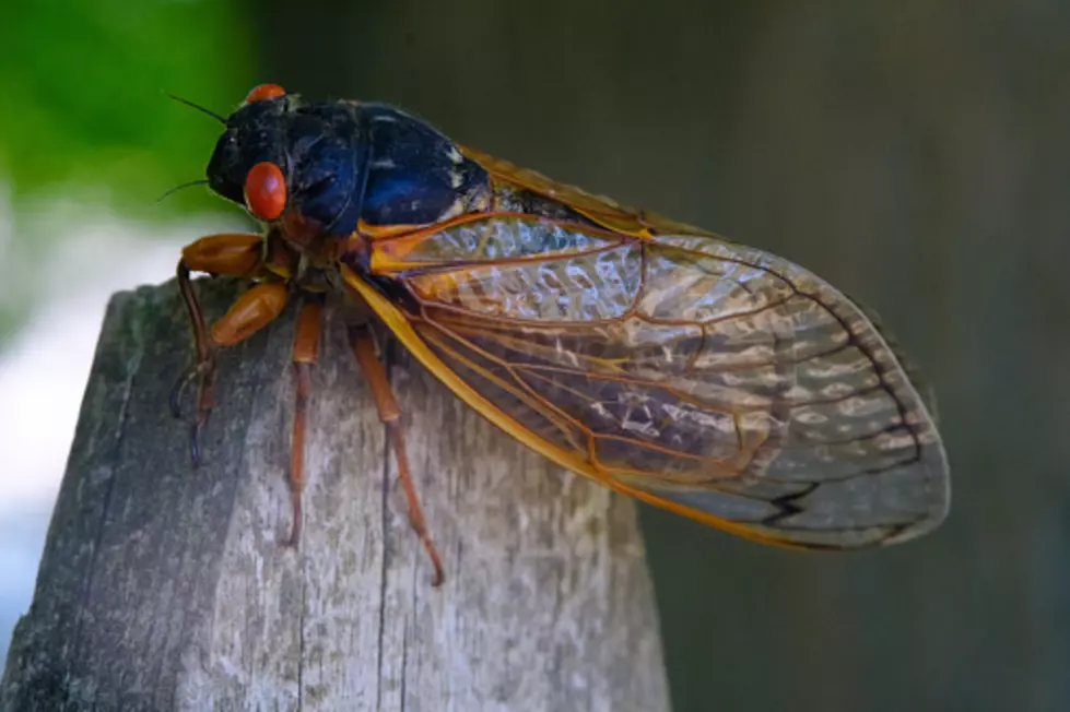 Cicadas Are Coming, And These Household Items Attract Even More
