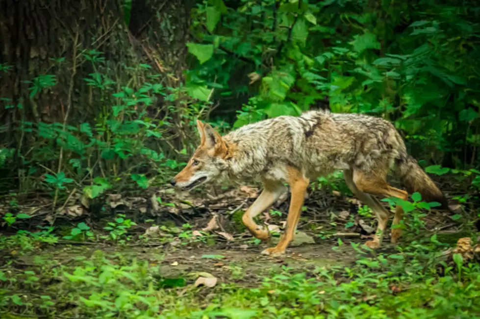 Illinois Coyotes: Here&#8217;s Why You&#8217;re Seeing More Of Them Right Now