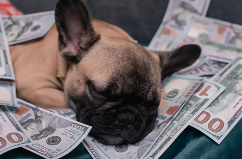 Here’s The Yearly Cost Of Being A Dog Owner In Illinois