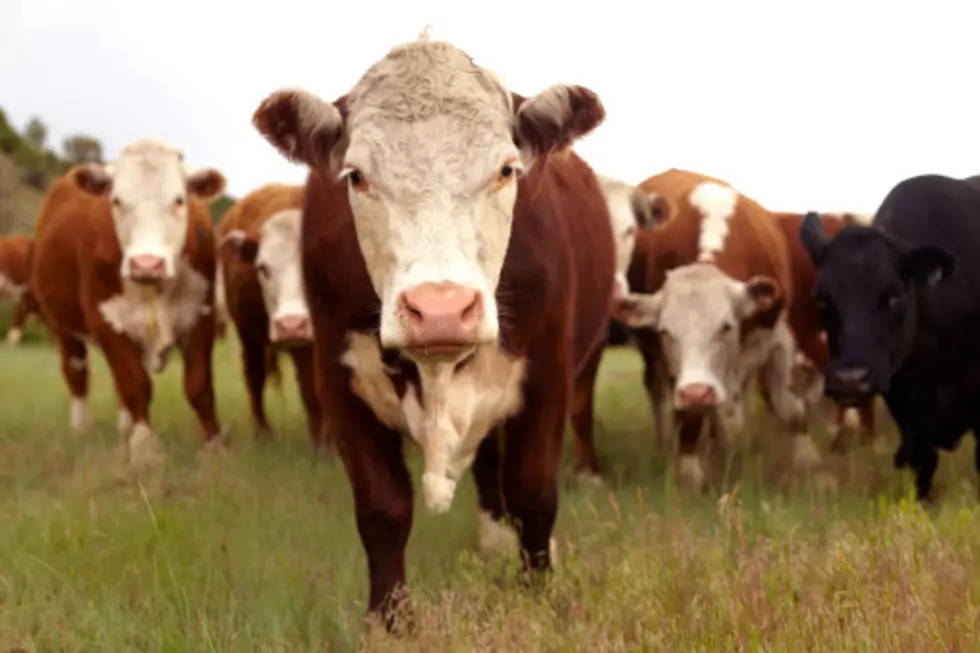 USDA Finalized New Rules on Imported Cattle Branding