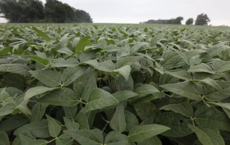 Soybean Association Sets Policy for 2017