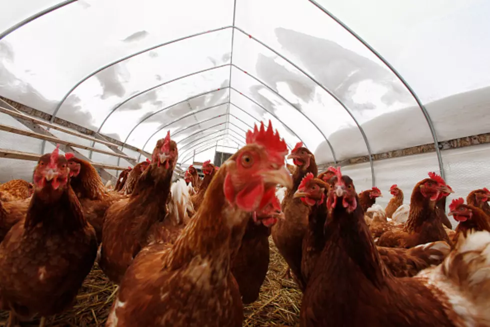 Better Days Coming for Chicken Producers